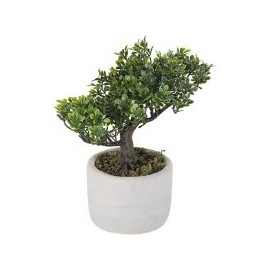 Bonsai 19Cm Hoja Boj