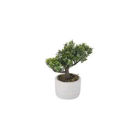 Bonsai 19Cm Hoja Boj